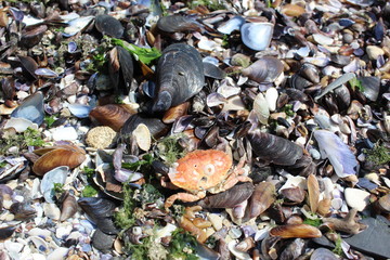 sea shells on the beach