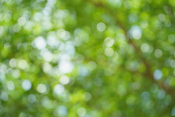 Obraz premium Abstract leaves, blurred images in Thailand