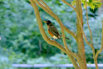 Rotbäuchige Amsel