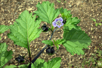 Giftbeere (Nicandra physalodes, Syn. Nicandra physaloides)