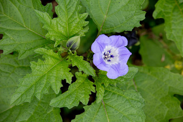 Giftbeere (Nicandra physalodes, Syn. Nicandra physaloides)