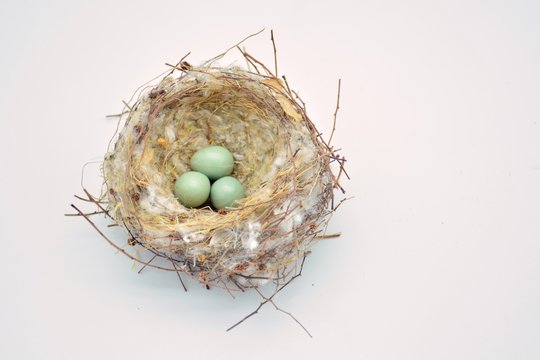 Nido silvestre de p&aacute;jaros con huevos