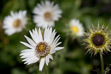 Obraz premium Südafrikanische Prachtdistel (Berkheya cirsiifolia)