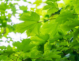 Fototapeta na wymiar Branches of maple with green leaves