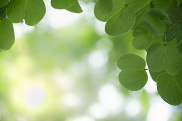 Close up of nature view green leaf on blurred greenery background under sunlight with bokeh and copy space using as background natural plants landscape, ecology wallpaper concept.