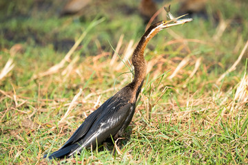 African darter eating a fish