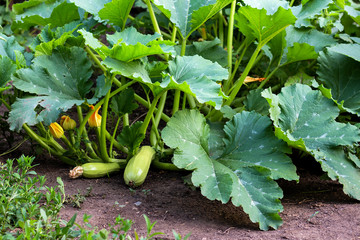 squash grows in the garden on a bush