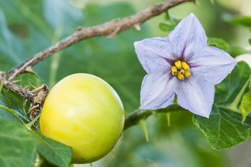 Solanum linnaeanum tomato of the devil exotic plant installed on the coasts of Andalucia