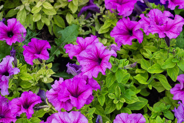 Flower Bed with purple petunias, close up, Petunia flowers bloom, petunia blossom