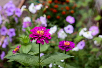 purple cynia in the garden