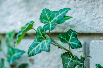 Wild ivy on a white brick