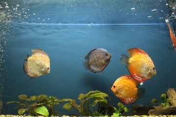 fish in aquarium
