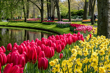 Springtime on full display in Holland as plots of tulips bloom near a pond in Keukenhof Gardens