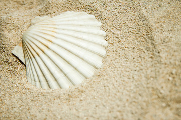 beautiful seashells by the sea on nature background