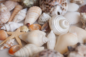 Seashells and starfish background. Lots of different seashells piled together. 