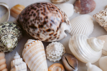 Seashells and starfish background. Lots of different seashells piled together. 