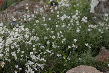 white flowers in garden
