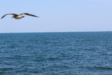 Fototapeta na wymiar seagull flying over sea