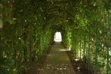 Green tunnel. Beautiful green garden tunnel