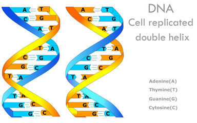 DNA cell replicated double helix structure. DNA Replication, the Double Helix, and protein synthesis anatomy. Education biology illustration vector.