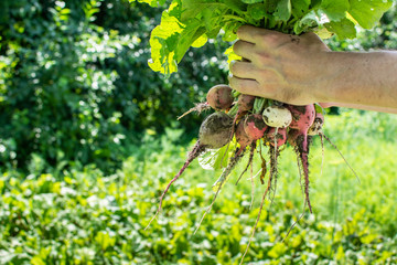 Farmer holds in his hand fresh organic multicolored radish from the garden, fresh young vegetables from the garden