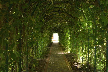 Fototapeta na wymiar Green tunnel. Beautiful green garden tunnel