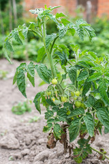 Tomato bush in the garden bed, tomato ripening in the garden, organic vegetables, eco products