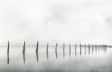 Foggy landscape in Marshes of Doñana National Park. Spain. Wood in water
