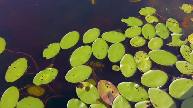 Water lilies in a wetland lake on a sunny, summer day