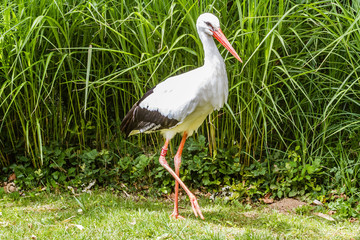 Zoo de la Flèche - Cigogne