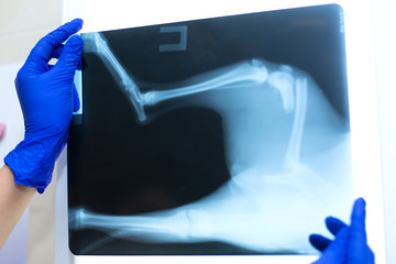 A professional doctor radiologist with gloves is looking at an X-ray picture on the background of a...