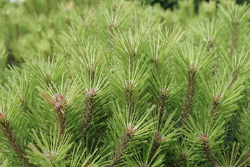 Many pine branches are background