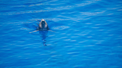 Delf&iacute;n nadando con la cabeza fuera del agua