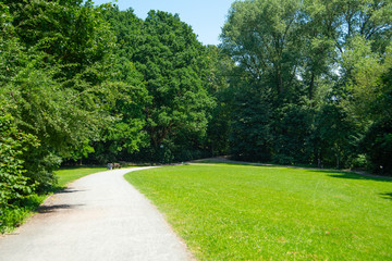 Fototapeta na wymiar Park landscape. Summer green meadow with long lane