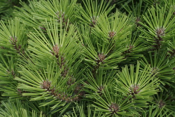 Many pine branches are background