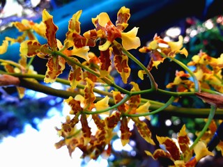 Beautiful yellow flower, an orchid called 