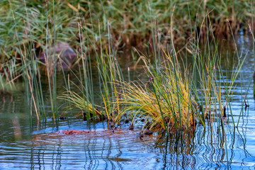 Green tufts of grass sticking out of the water. Under the water lies a stone, near the ripples. On a blurred background grass. Selective focus.