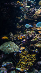 Naklejka na ściany i meble Clownfish among corals