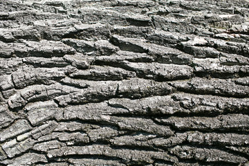 Gray natural tree bark texture. Big, old tree dry wood closeup pattern background.