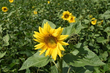 field of blooming sunflowers on a background sunset