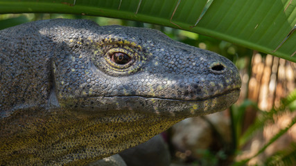  Detail shot of the face of a komodo dragon