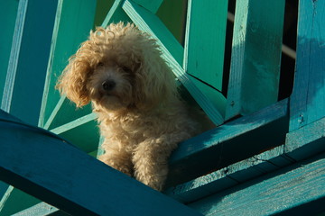 Small dog on a residential house in San Louis on the island San Andres in Colombia