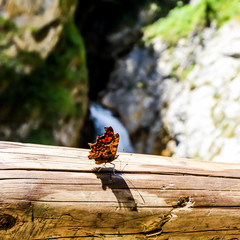 Papillon et cascade