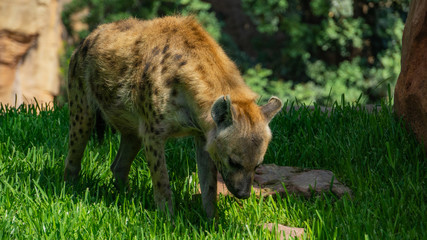 Fototapeta premium Hyena sniffing food