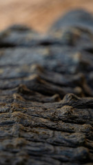 Detail shot of the scales of a crocodile's back