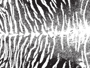 Tiger skin texture pattern background