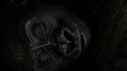 Detail shot of the face of a baby gorilla