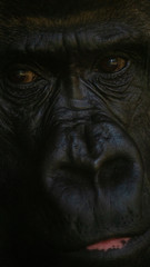 Detail shot of the face of a gorilla mother