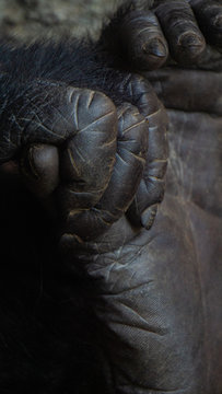 Details of the hand and foot of a gorilla