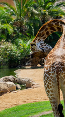 Giraffe licking its side